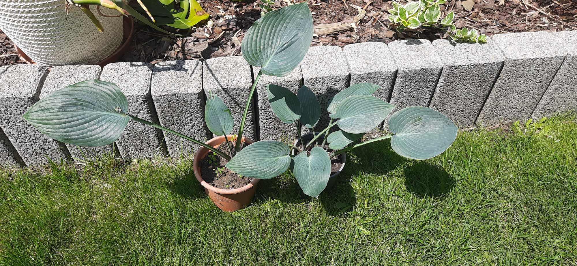 Hosta Funkia 1 szt niebieska