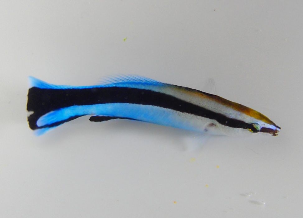 Labroides dimidiatus - doktorek - ryba - akwarium morskie