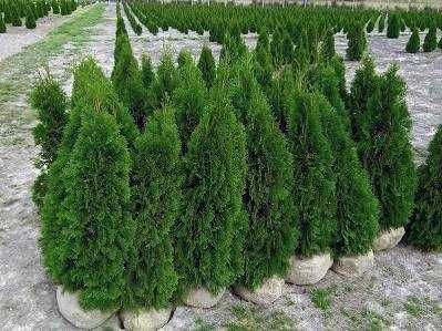 Tuja szmaragd 120-130cm 150 160 Thuja PRODUCENT - DOSTAWA - SADZENIE