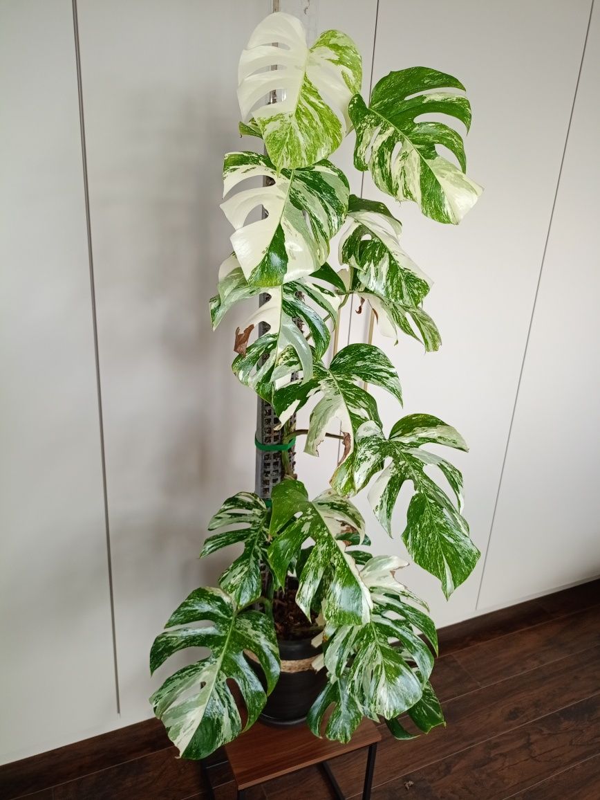 Monstera deliciosa 'Variegata'