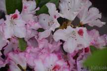 Różanecznik 'Rhododendron' Hachmann's Charmant