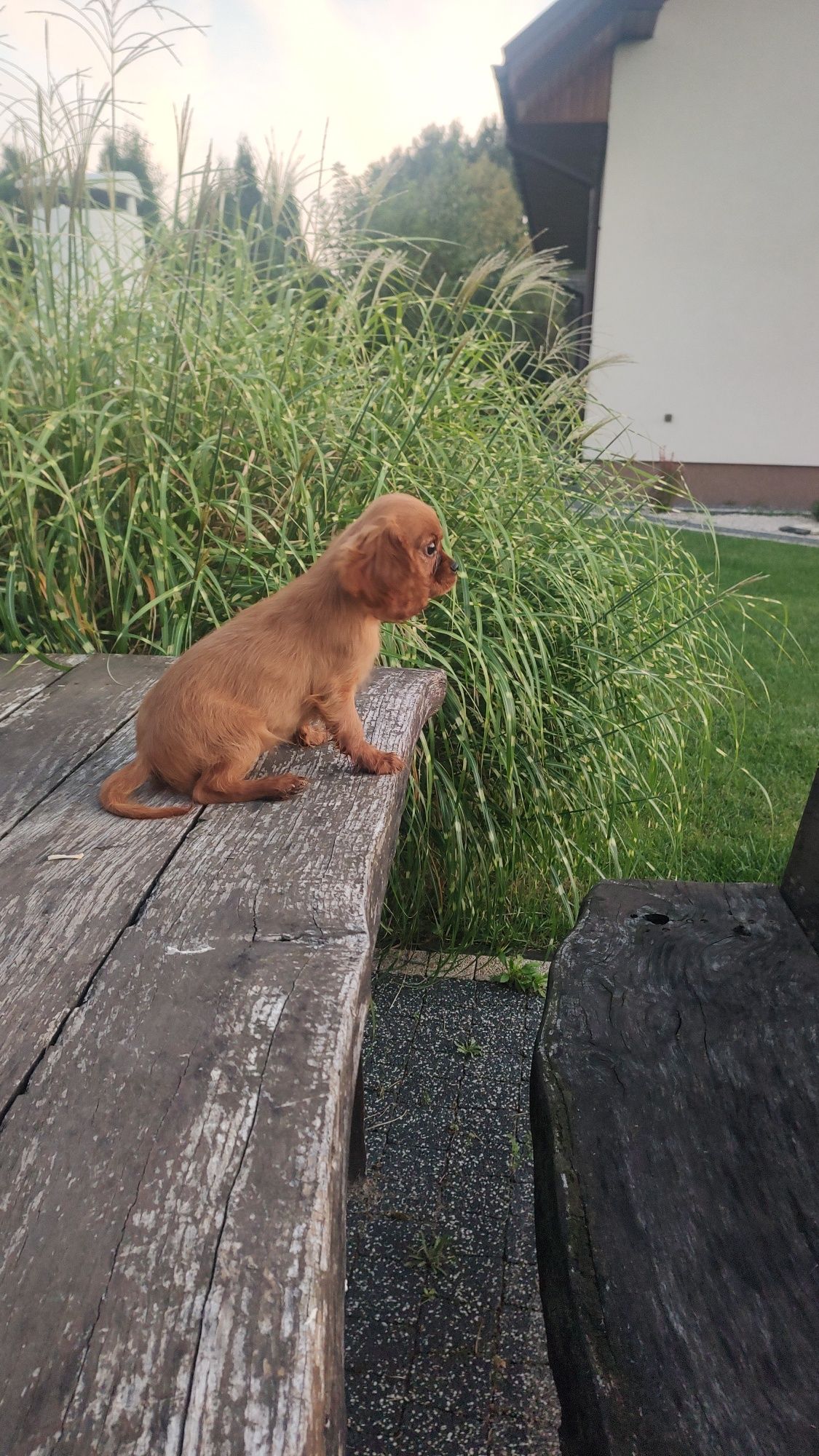 Cavalier King Charles Spaniel chłopak Ruby