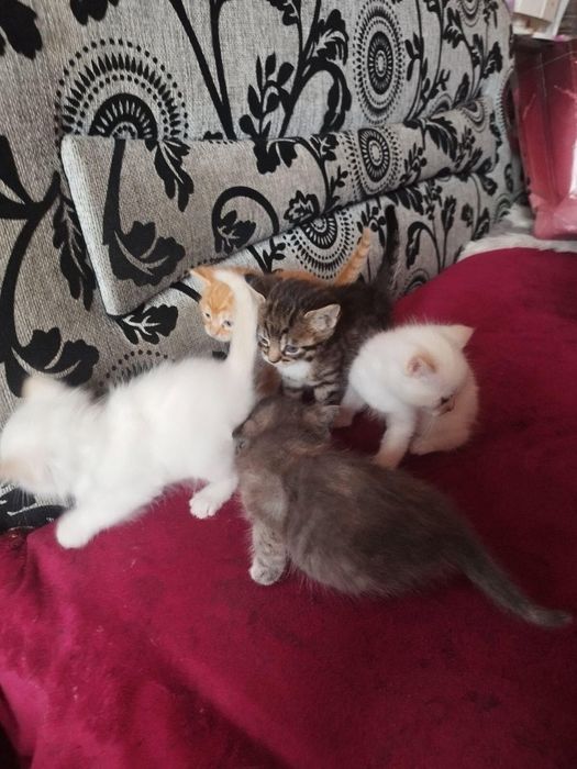 Кошенятка в хороші руки