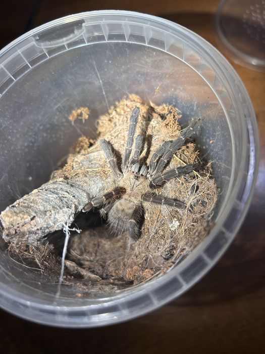 Phormingochilus hati hati [ex. Cyriopagopus]