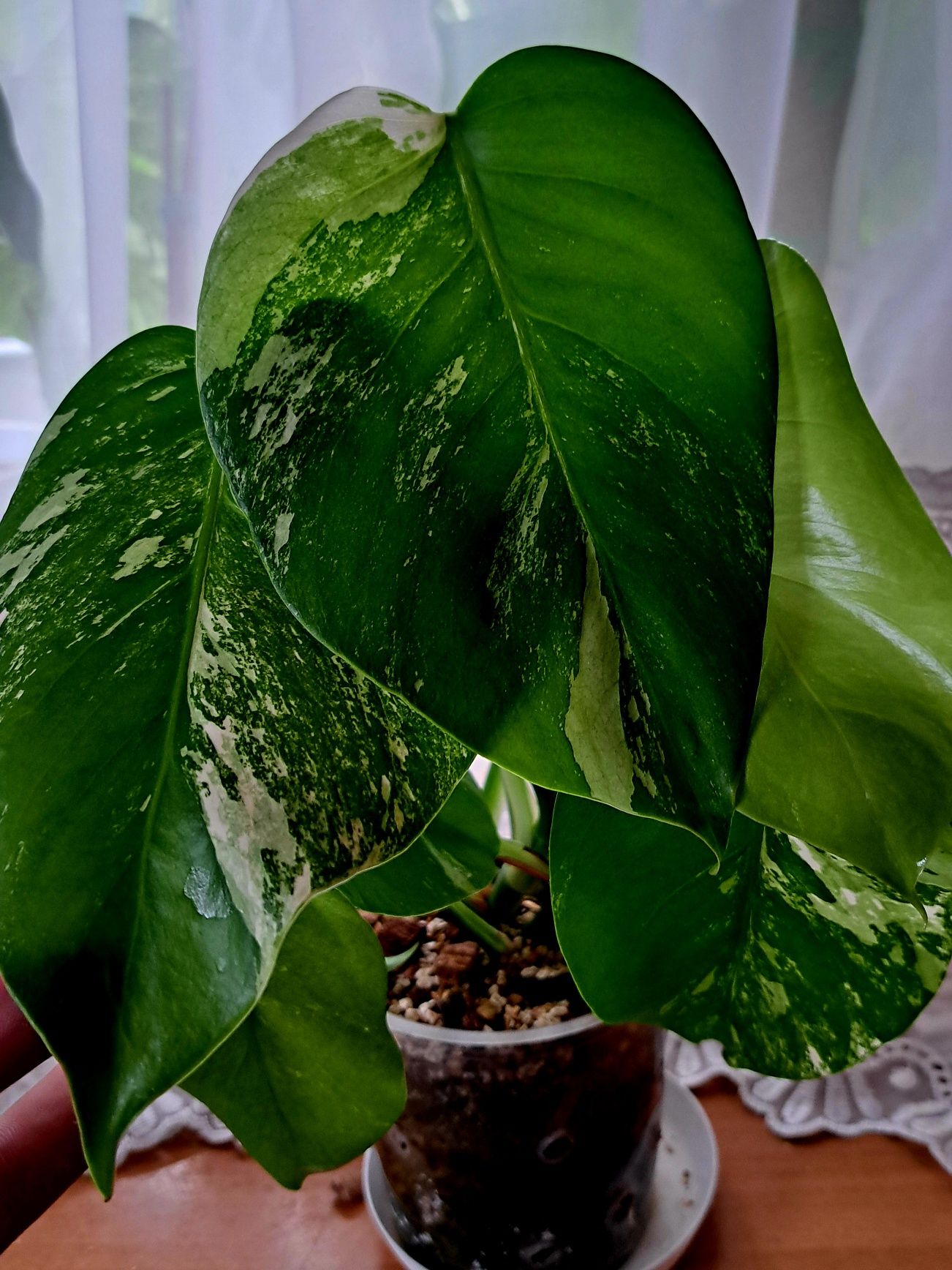 Monstera variegata