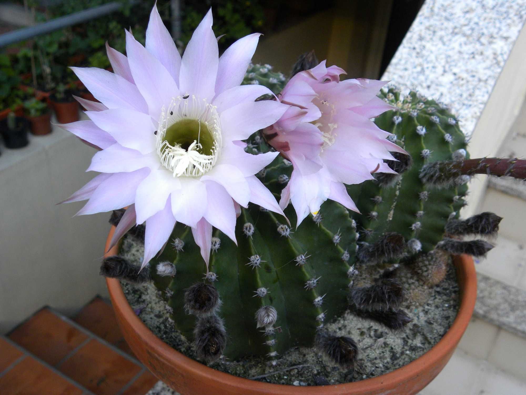 Cactos bola em vaso de barro