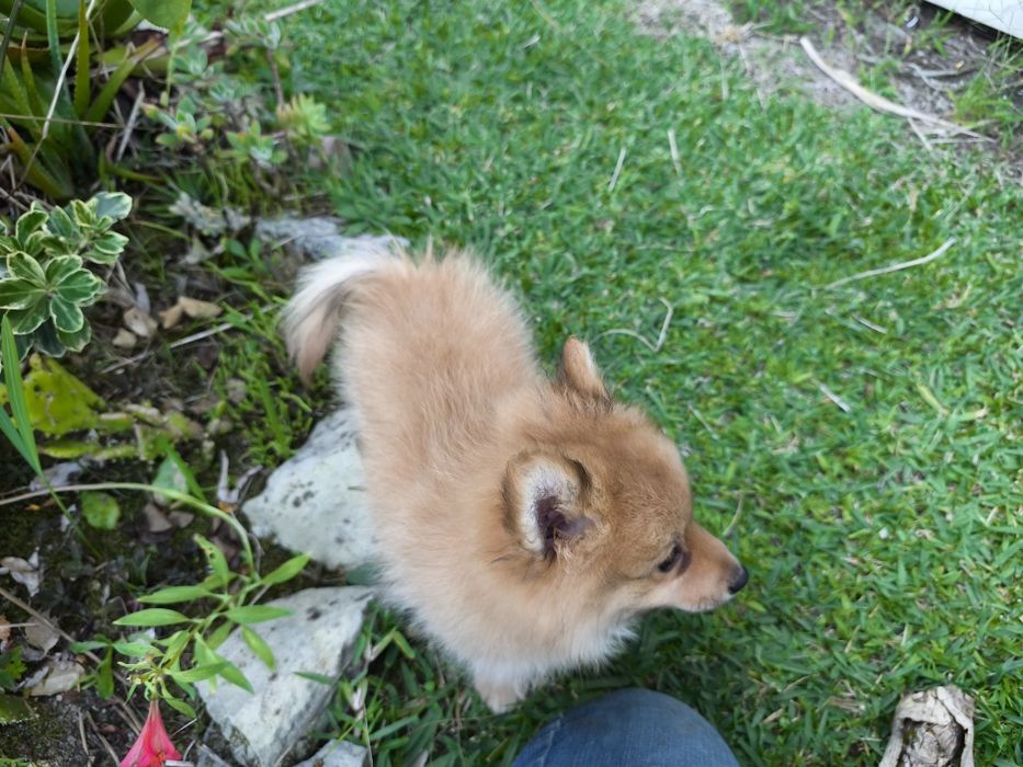 Spitz alemão anão fêmea Lulu da Pomerânia criado em ambiente familiar