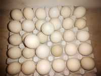 Jaja jajka wiejskie kacze