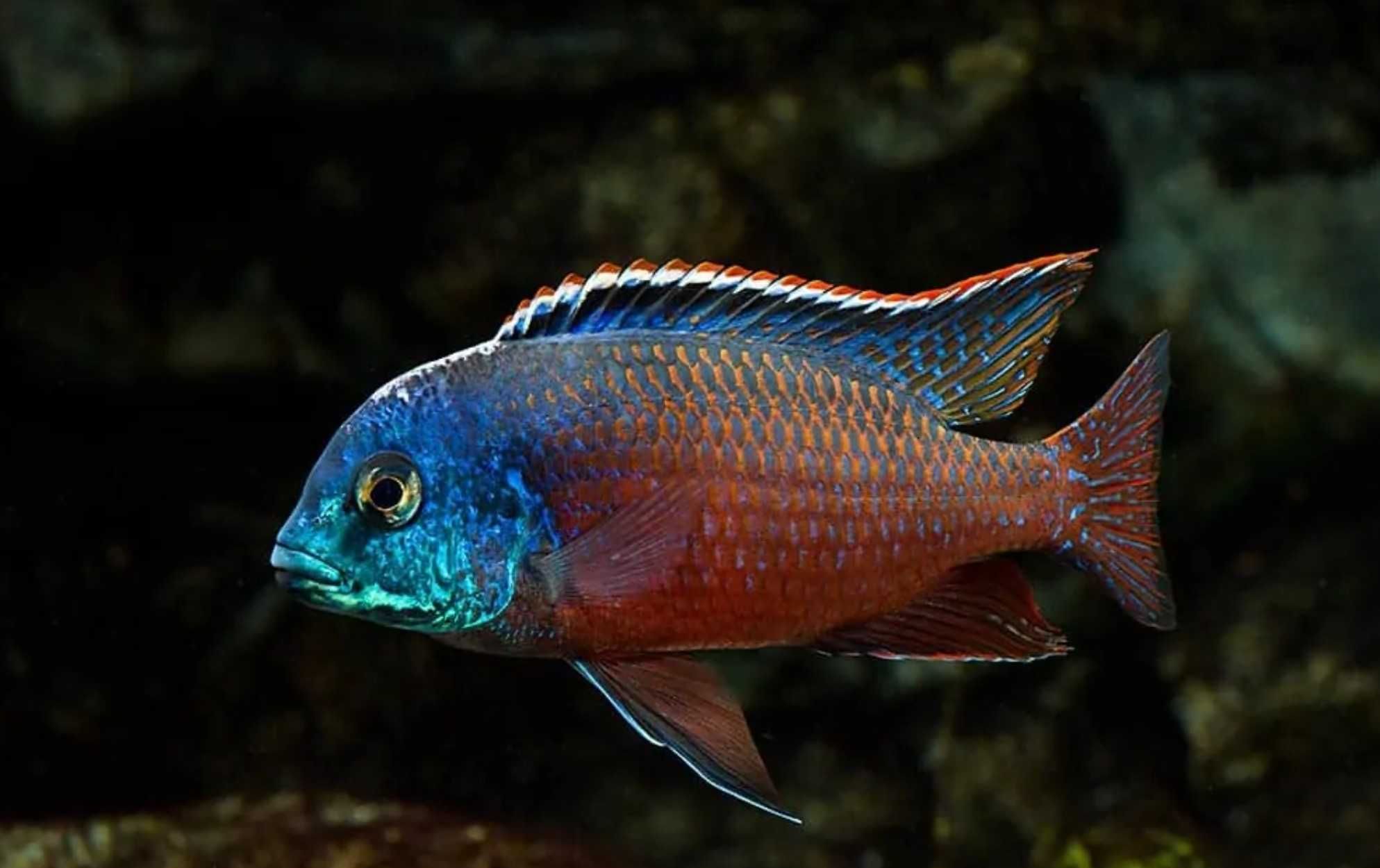 Protomelas taeniolatus RED EMPRESS - dowóz, wysyłka