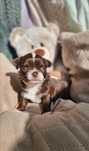 Chihuahua długowłosy