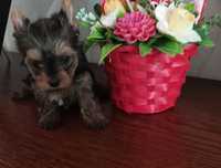 Yorkshire terrier