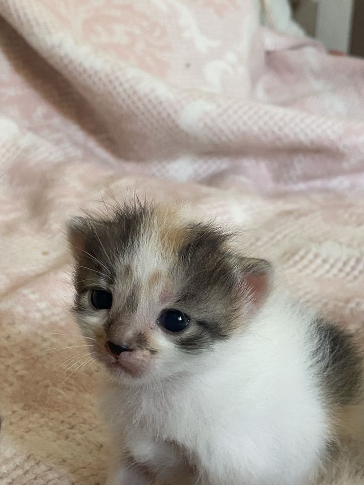 Кошенята шукають люблячі сімʼї