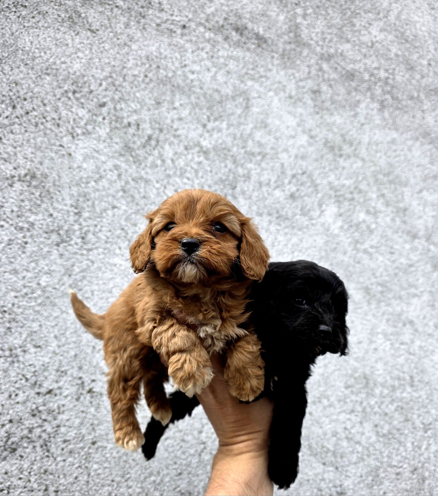 Cavapoo piesek  f1 drobniutki