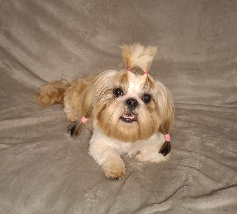 Shih-tzu Suczka dorosła