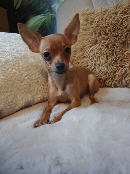 Maleńki piesek Chihuahua - minaturka