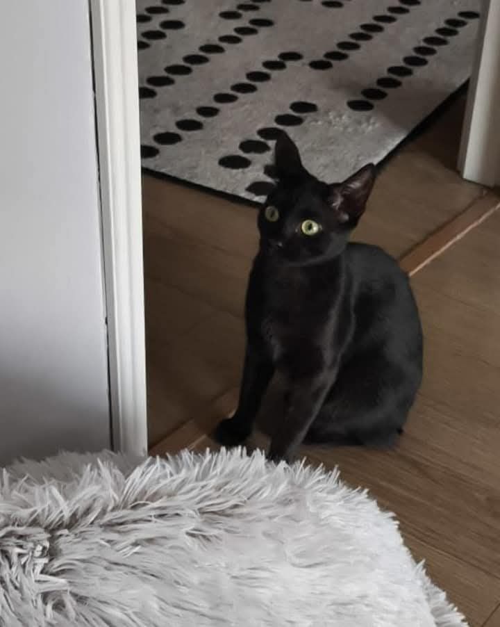 Gatinha para adopção