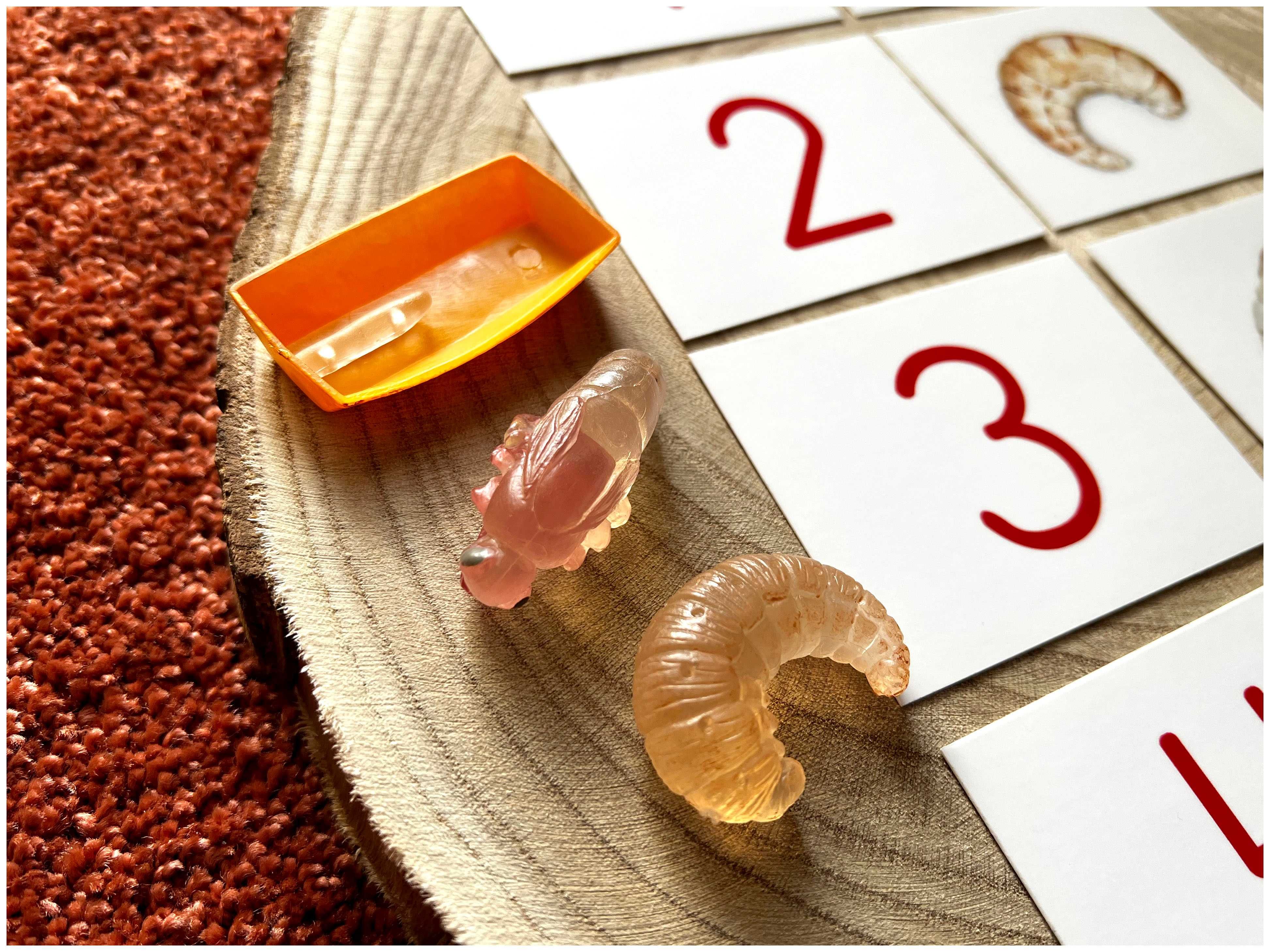 Ciclo de Vida - Abelha - Montessori