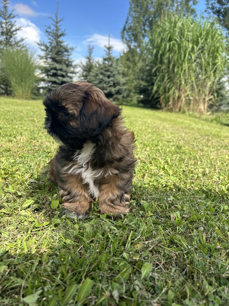Shih tzu.        .