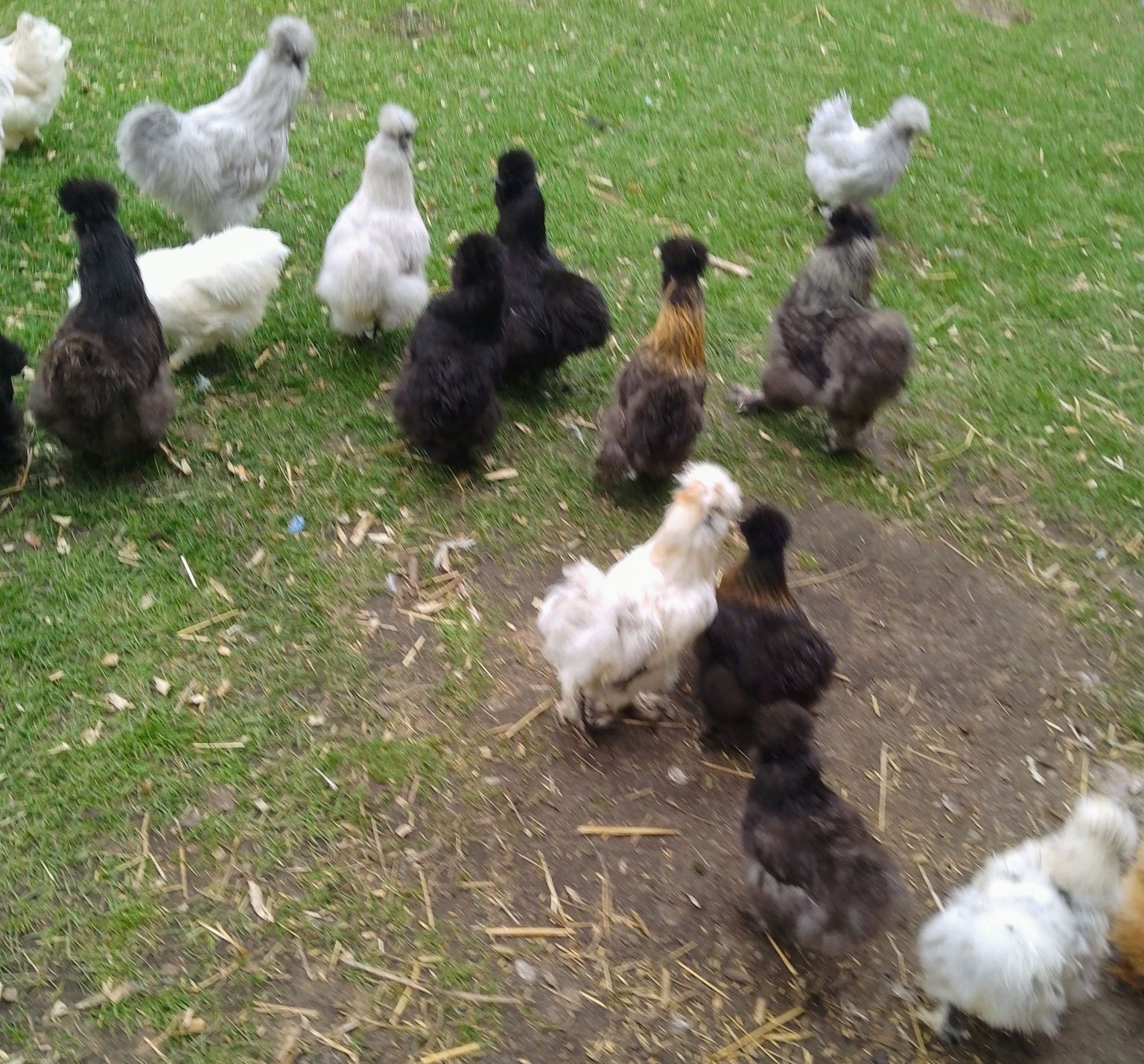 Kury kurczaki australorp silki rajskie czubatki jajka sułtan nioska