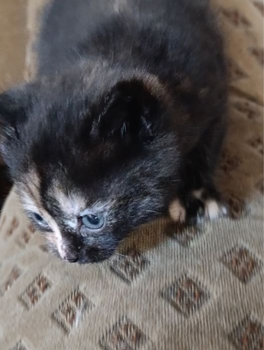 Безкоштовно котята