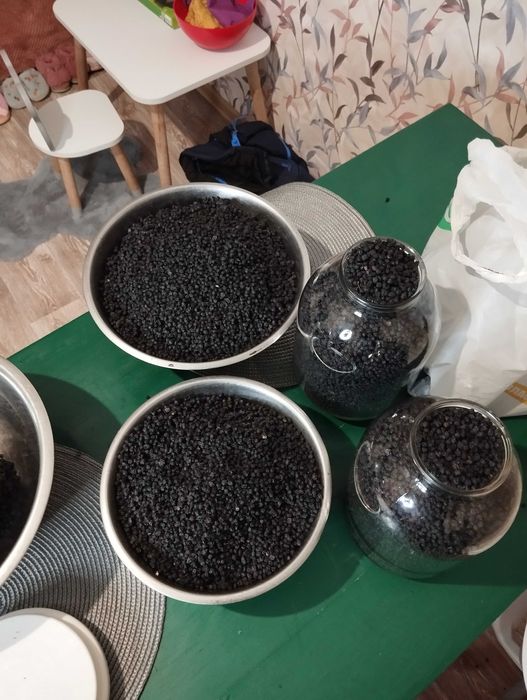 Сушена чорниця природнім способом