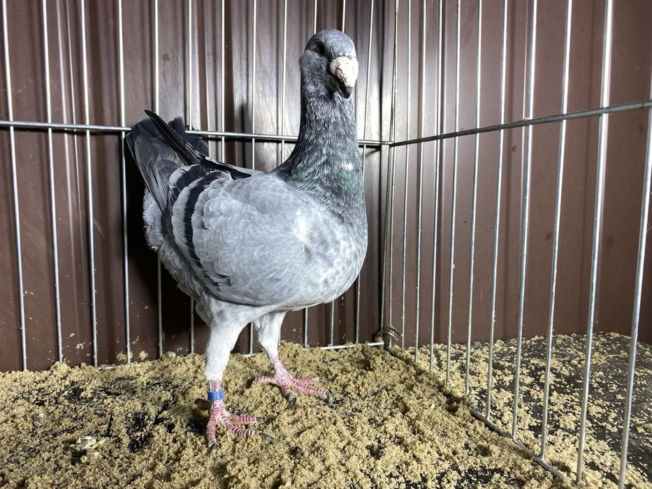 Niemiecki wystawowy samiec szymel