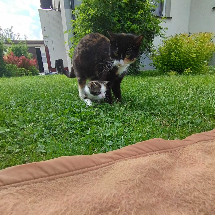 UWAGA!!! Zaginęła kotka od kociat