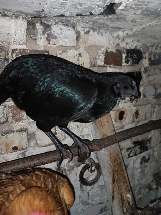 kury ajam cemani