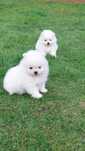 Szpic miniaturowy Pomeranian