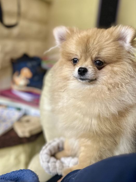 Pomeranian szpic miniaturowy FCI ZKwP
