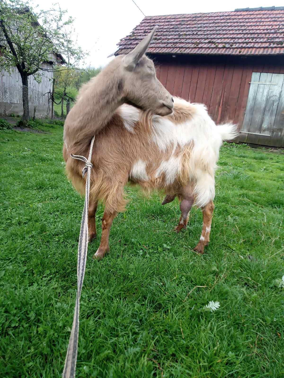 СРОЧНО Молочні кози, козенята