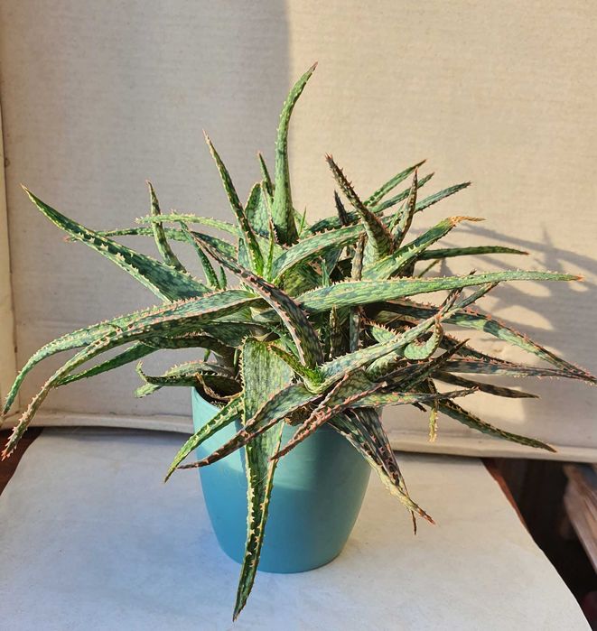 Суккуленты Эониум