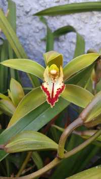 Orquídea verde amarela e vermelha