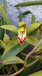 Orquídea verde amarela e vermelha