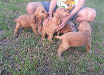 Śliczny cocker spaniel