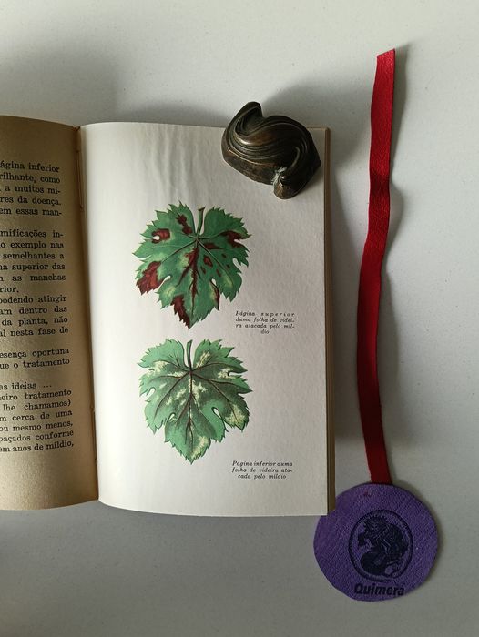 A vinha, Alfredo Baptista