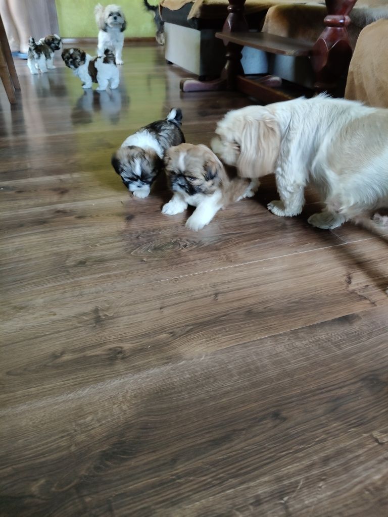 Piesek shih TZU z metrykom