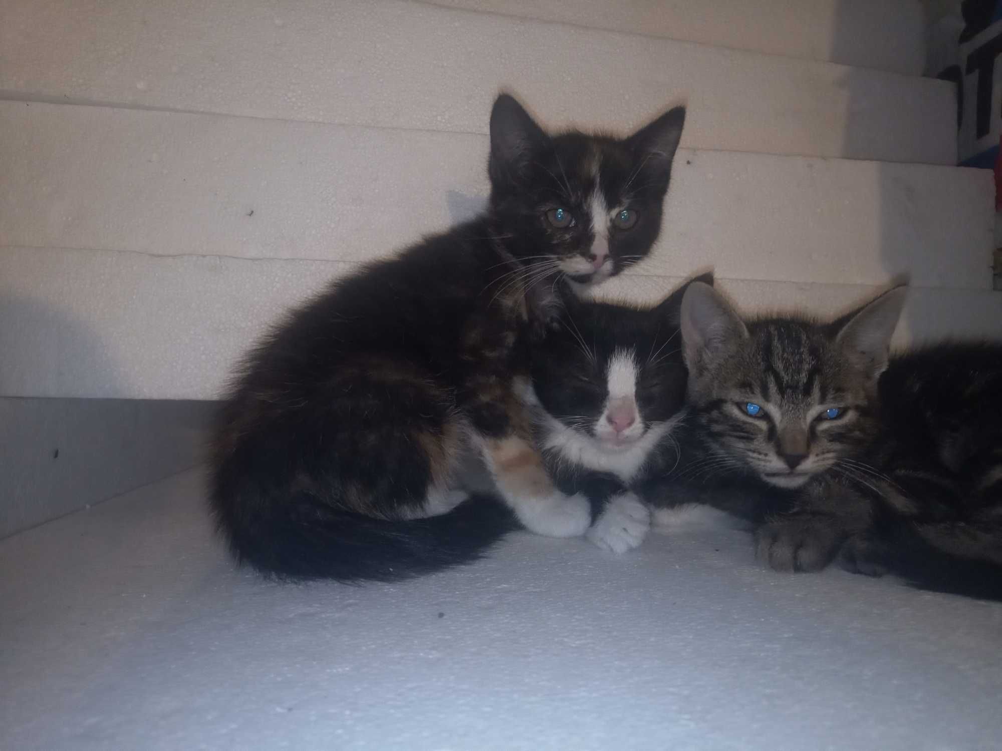 Kociaki do adopcji