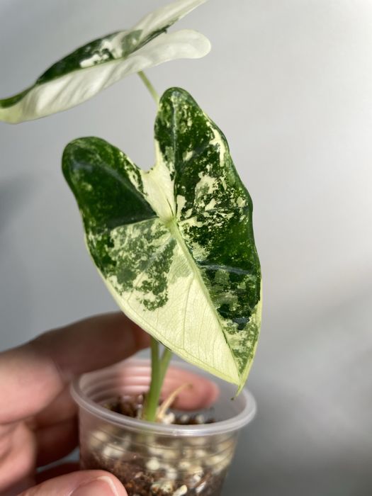 Алоказія frydek variegata