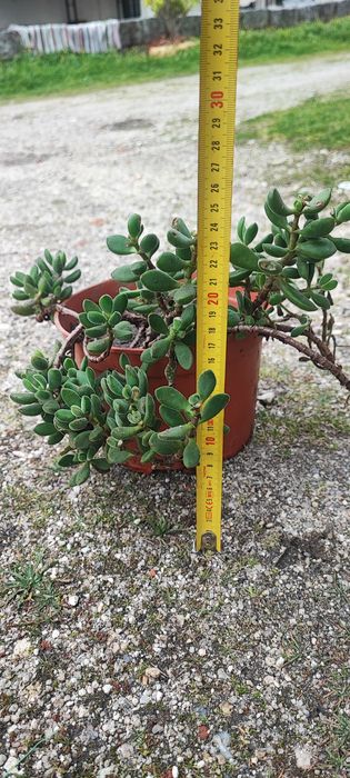 Planta suculenta