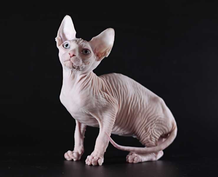 В глазах которых можно утонуть, супер ласковый малыш.