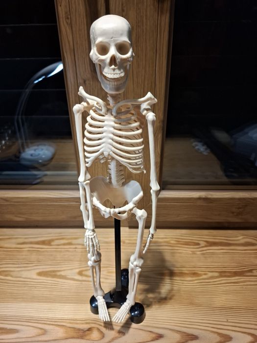 Szkielet człowieka 3D