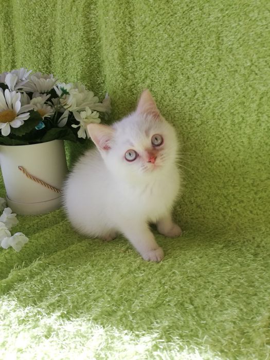 Kot koty kocięta kotki brytyjski