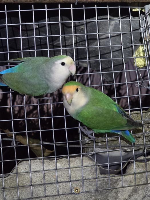 Roseicollis para venda