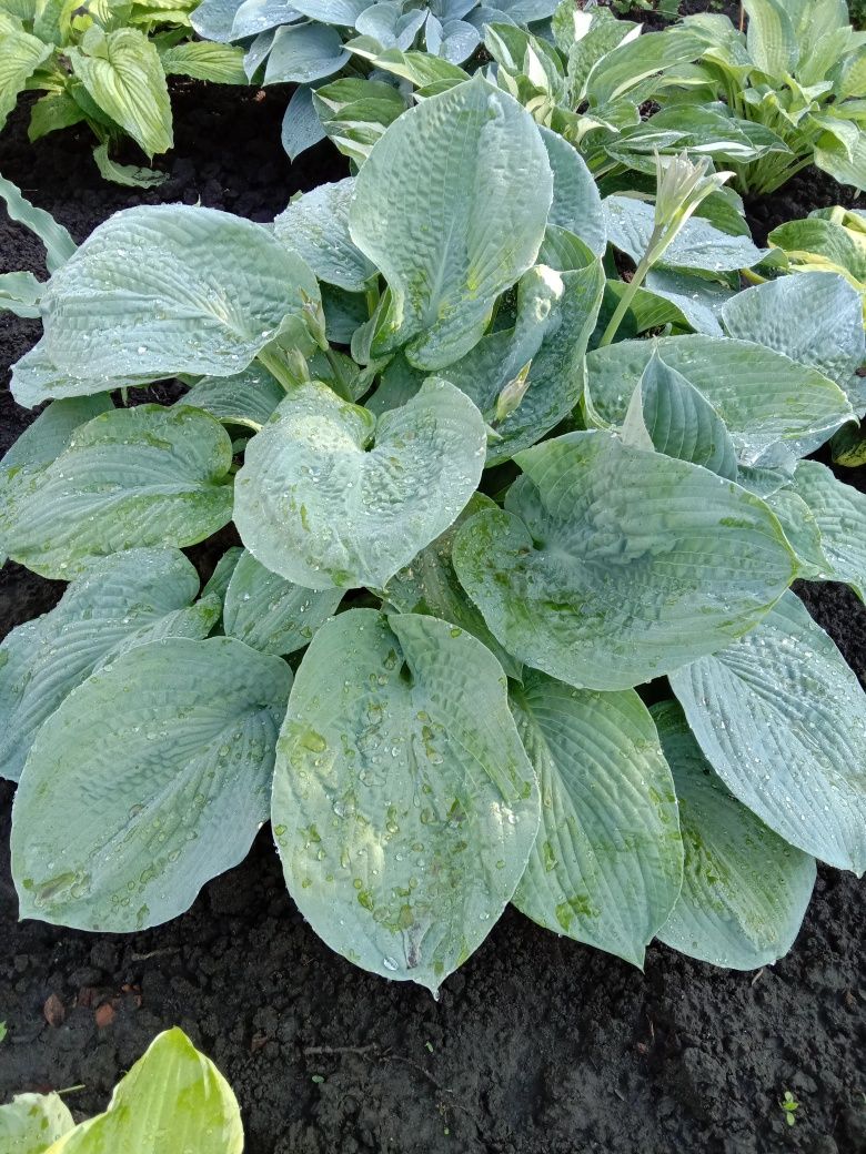 Хоста sieb. 'Elegans'