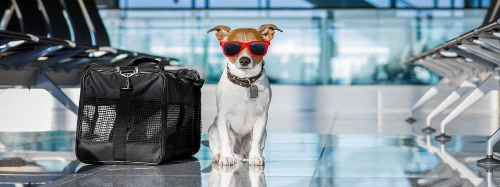 ЗООКУР'ЄР індивідуальне перевезення тварин