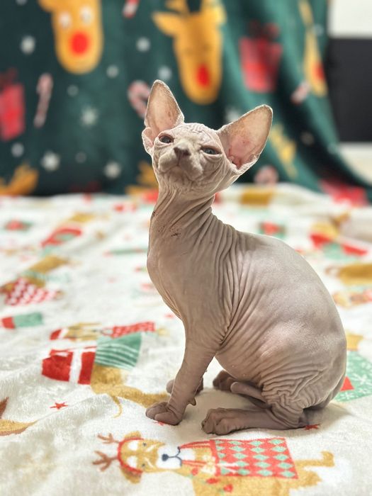 Sphynx cor lilac maravilhoso