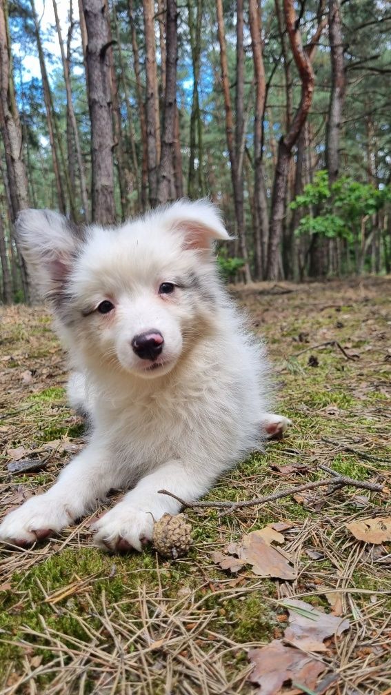 Border Collie suczka blue merle badania