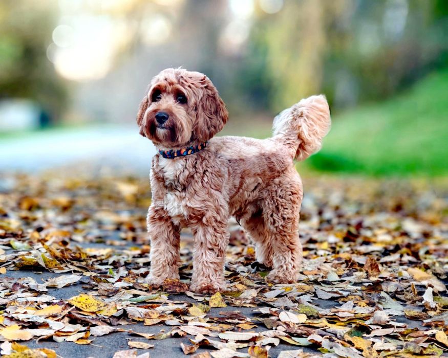 Reproduktor Cavapoo