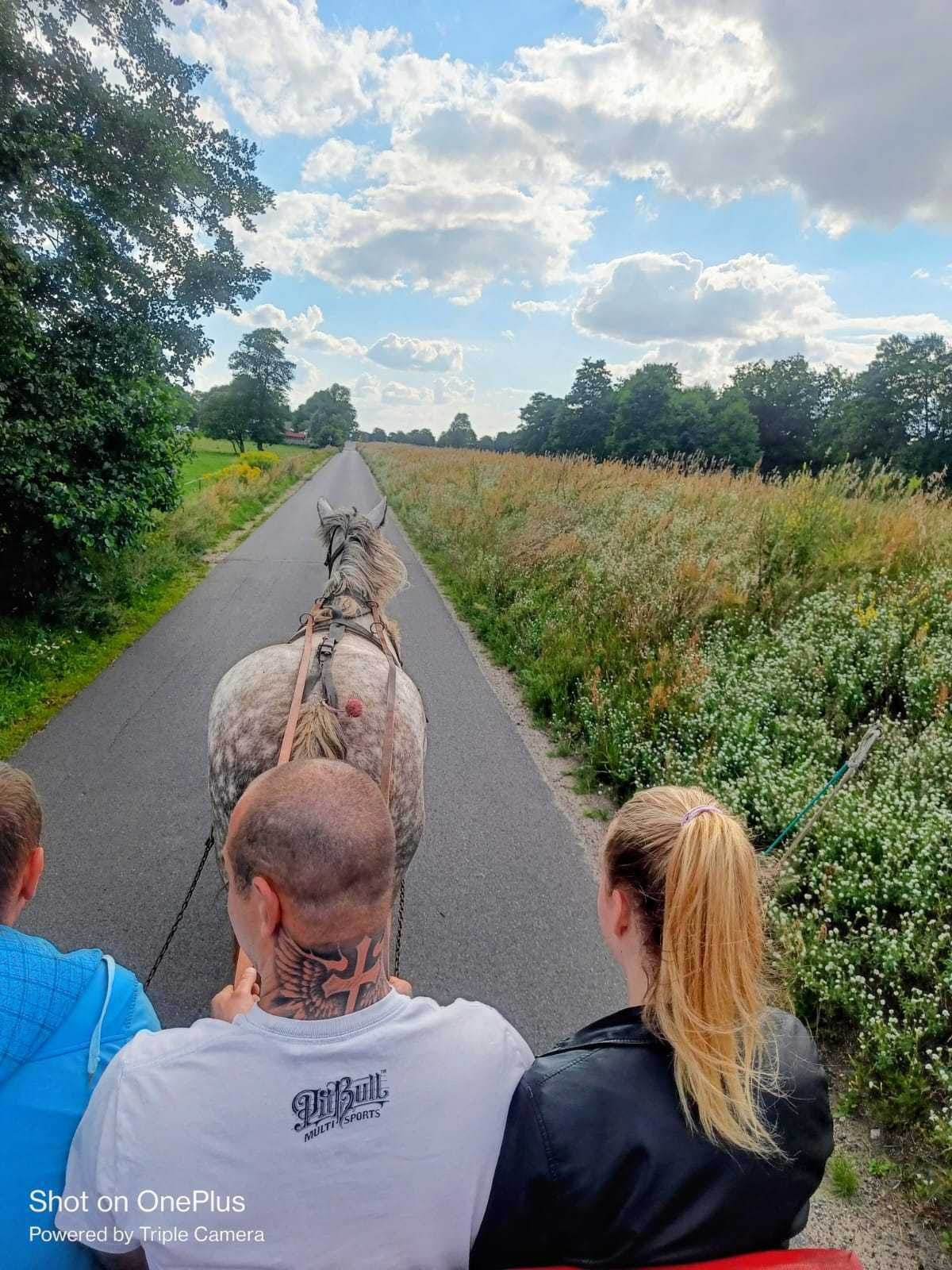 Klacz siwa zimnokrwista